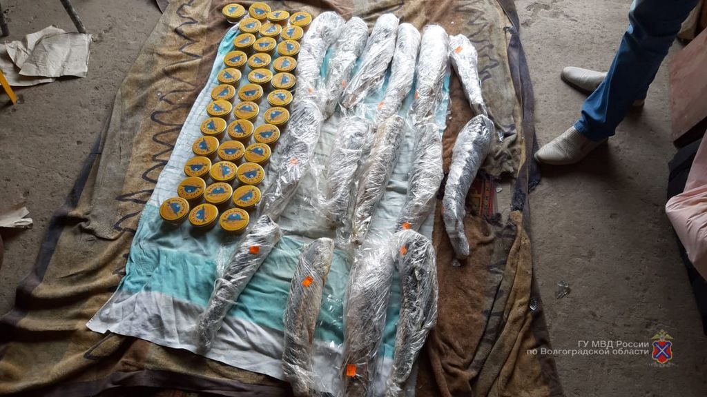 20 литров черной икры в холодильнике и осетры: в Волгограде поймали банду браконьеров-миллионеров