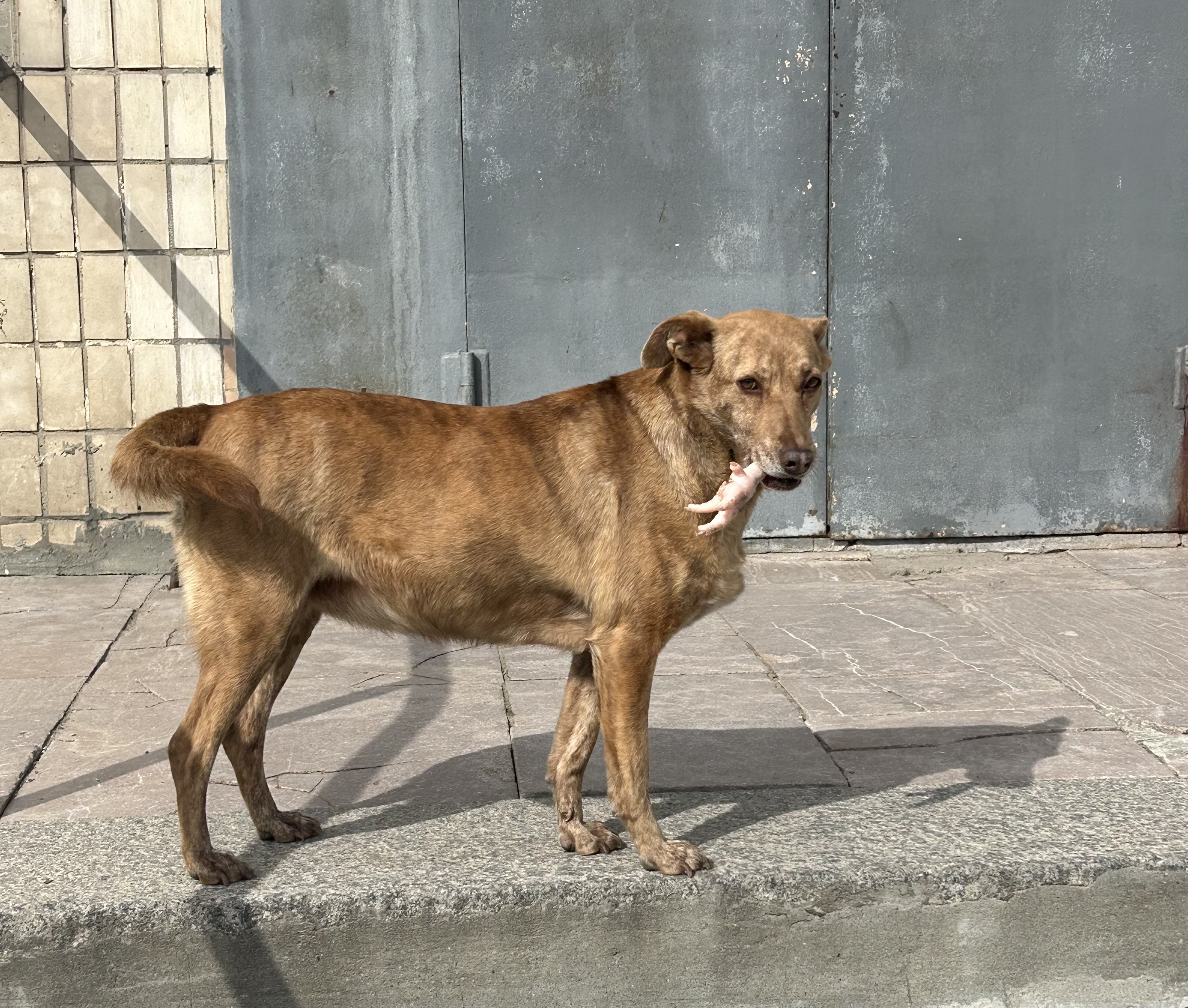 Депутаты принимают закон о гуманном обращении с животными в Волгоградской области