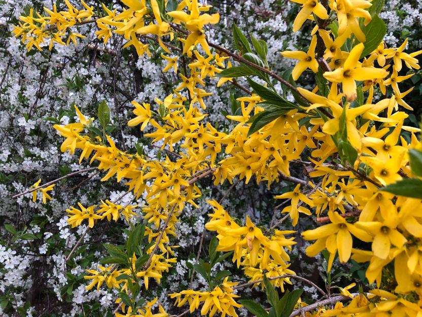 Волгоградские политики рассыпались в поздравлениях