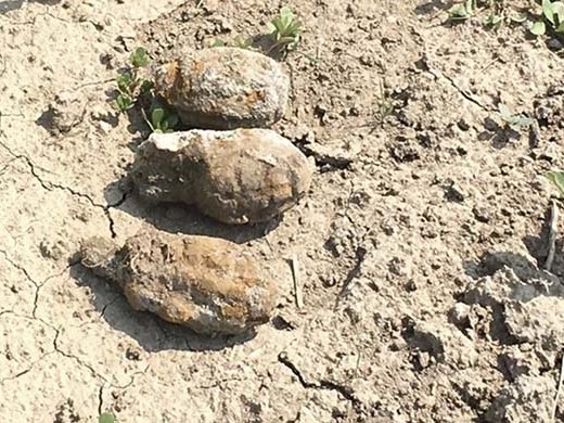 Четыре гранаты времен Сталинградской битвы нашли в Советском районе Волгограда 