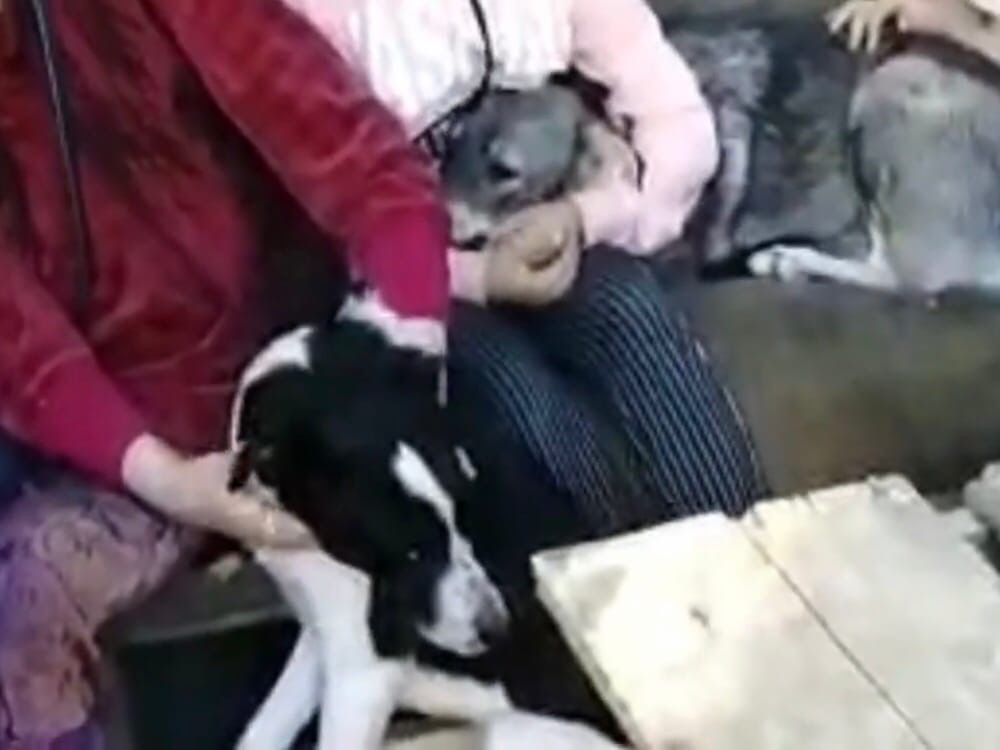 Называющий себя полковником волгоградец угрожает и обзывает детей за заботу о бездомных животных