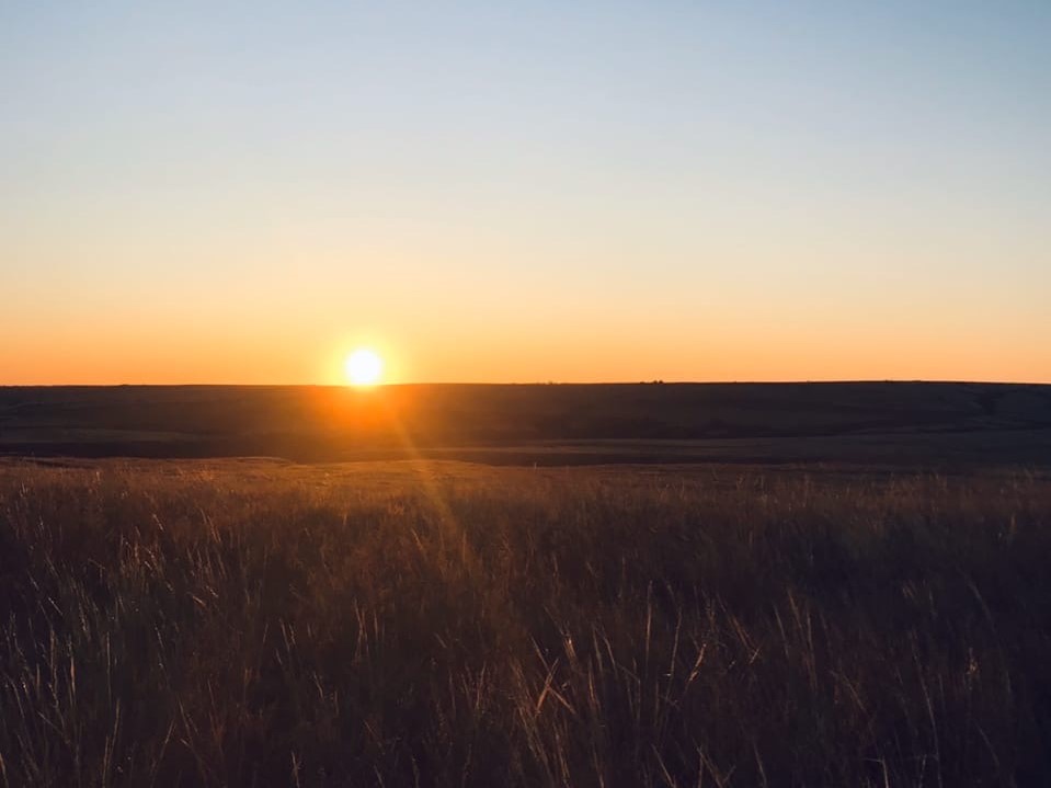 «Еще одна протестная точка»: эксперты предсказывают митинги из-за вырубки дубов в Волгограде