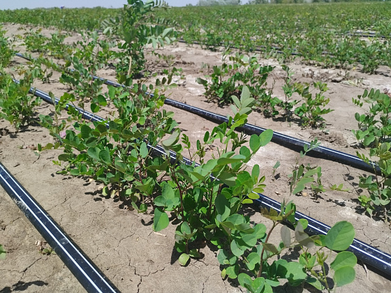 Волгоградская область увеличила количество лесных питомников до 19