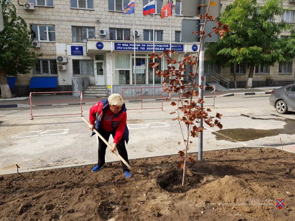 Будет тенистая аллея: полицейские превратили серый «плац» в Волгограде в мини-сквер 