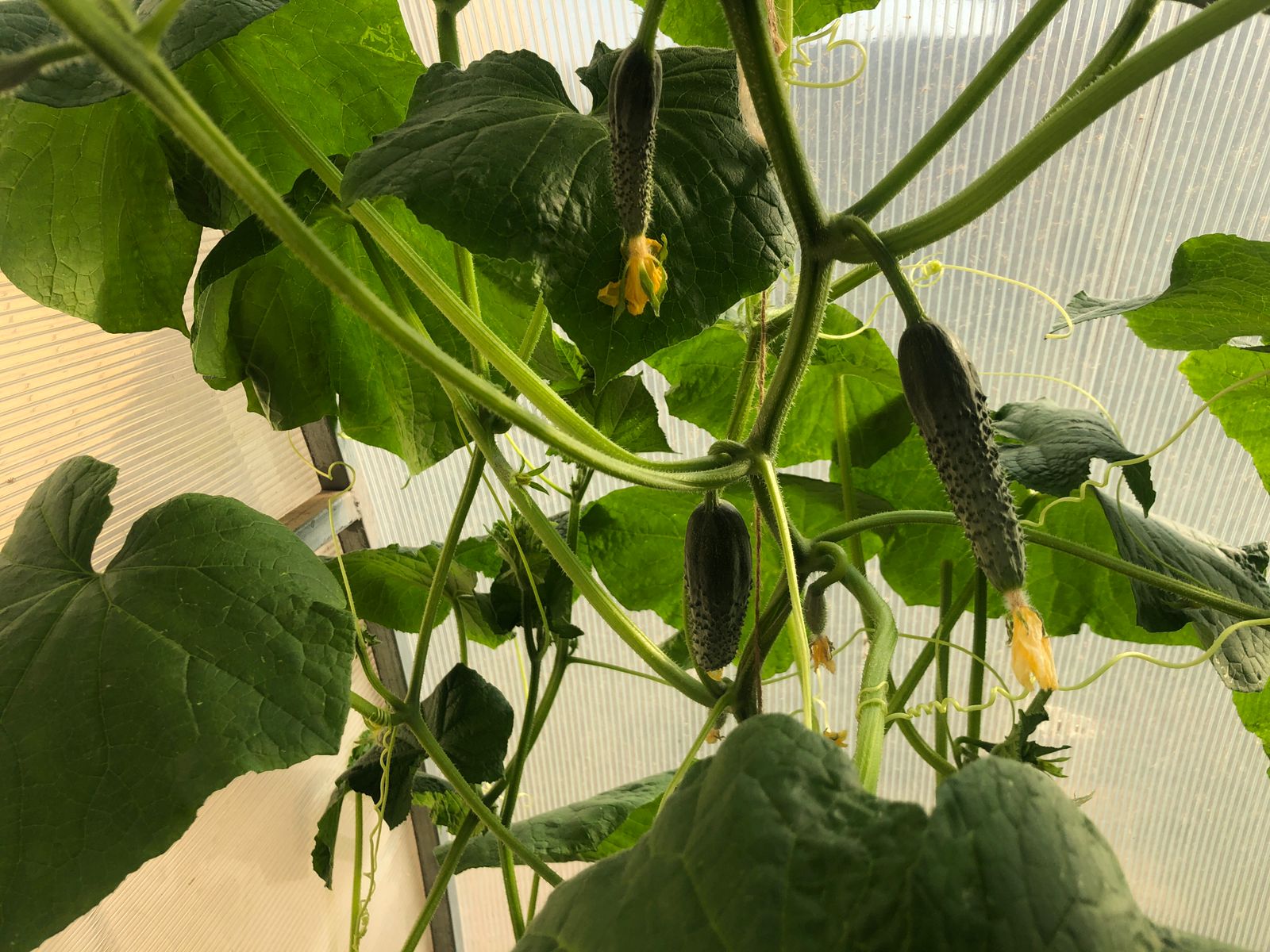 Огурцы и помидоры снова начали дорожать в Волгоградской области