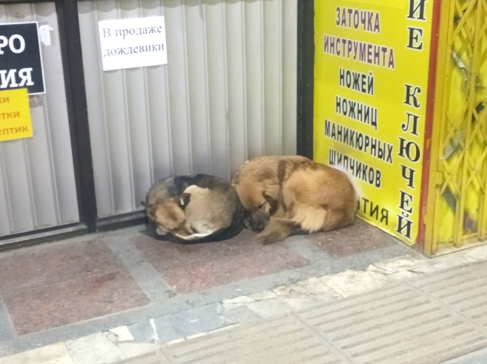 Связал лапы и выкинул: глава сельского поселения Волгоградской области подозревается в жестоком обращении с животными 