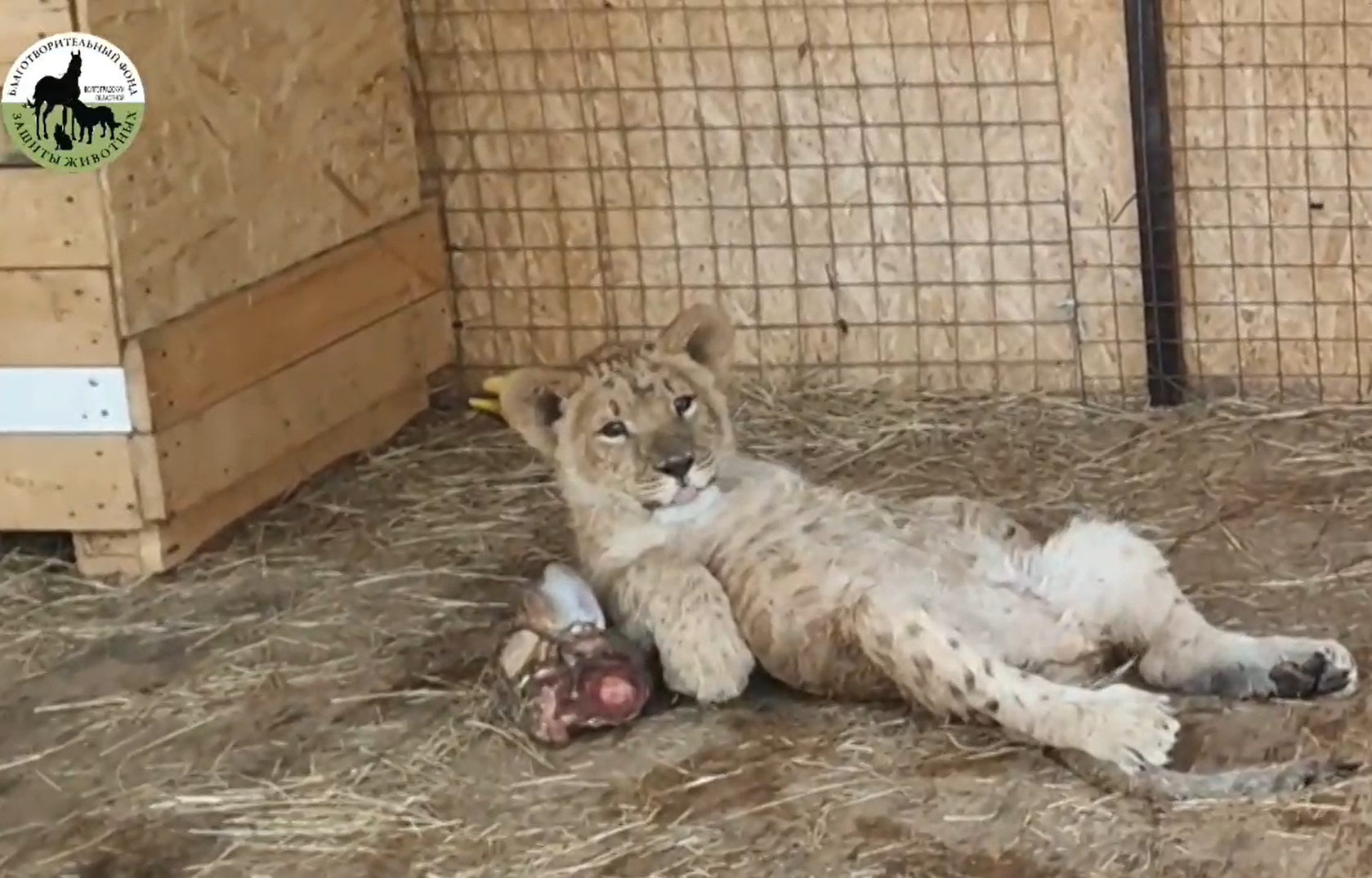 Спасенный от живодеров в Волгоградской области львенок Волга оказался мальчиком