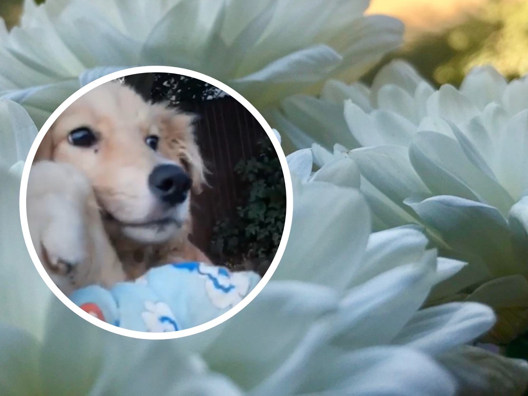 Волгоградцы казнили собаку через повешение: чудом освободившегося щенка спасают волонтеры