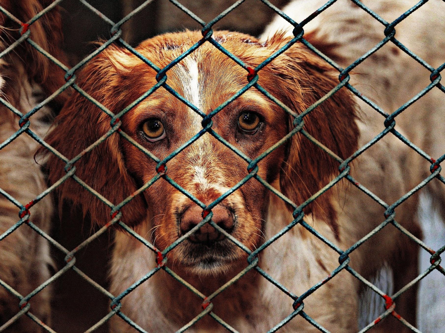 Приюты и зоозащитные организации Волгограда получат гранты от городской администрации