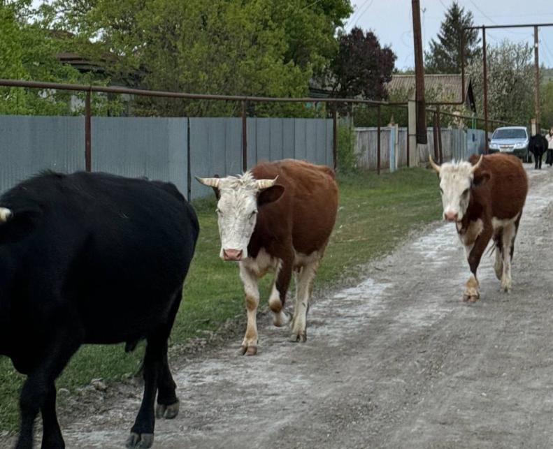 В Волгограде непонятно зачем ввели особый противопожарный режим