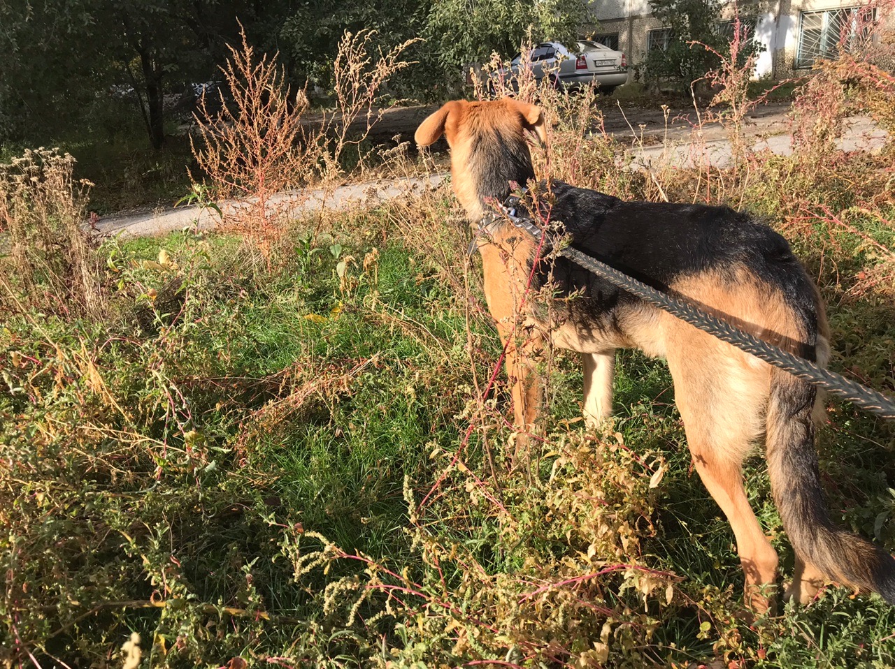 Отпугнул собаку выстрелом: участковый спас 15-летнюю девочку от растерзания собакой под Волгоградом