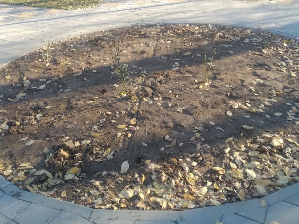 Волгоградцы украли кусты роз из парка «50 лет Октября»