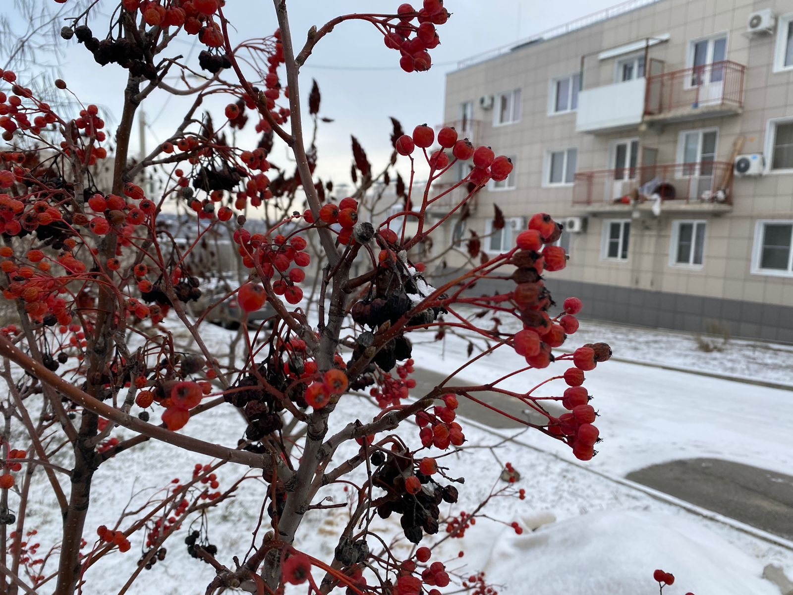 Зима пришла в Волгоградскую область