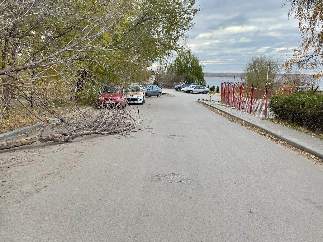 Мэрия Волгограда четыре дня не может убрать упавшее на дорогу дерево