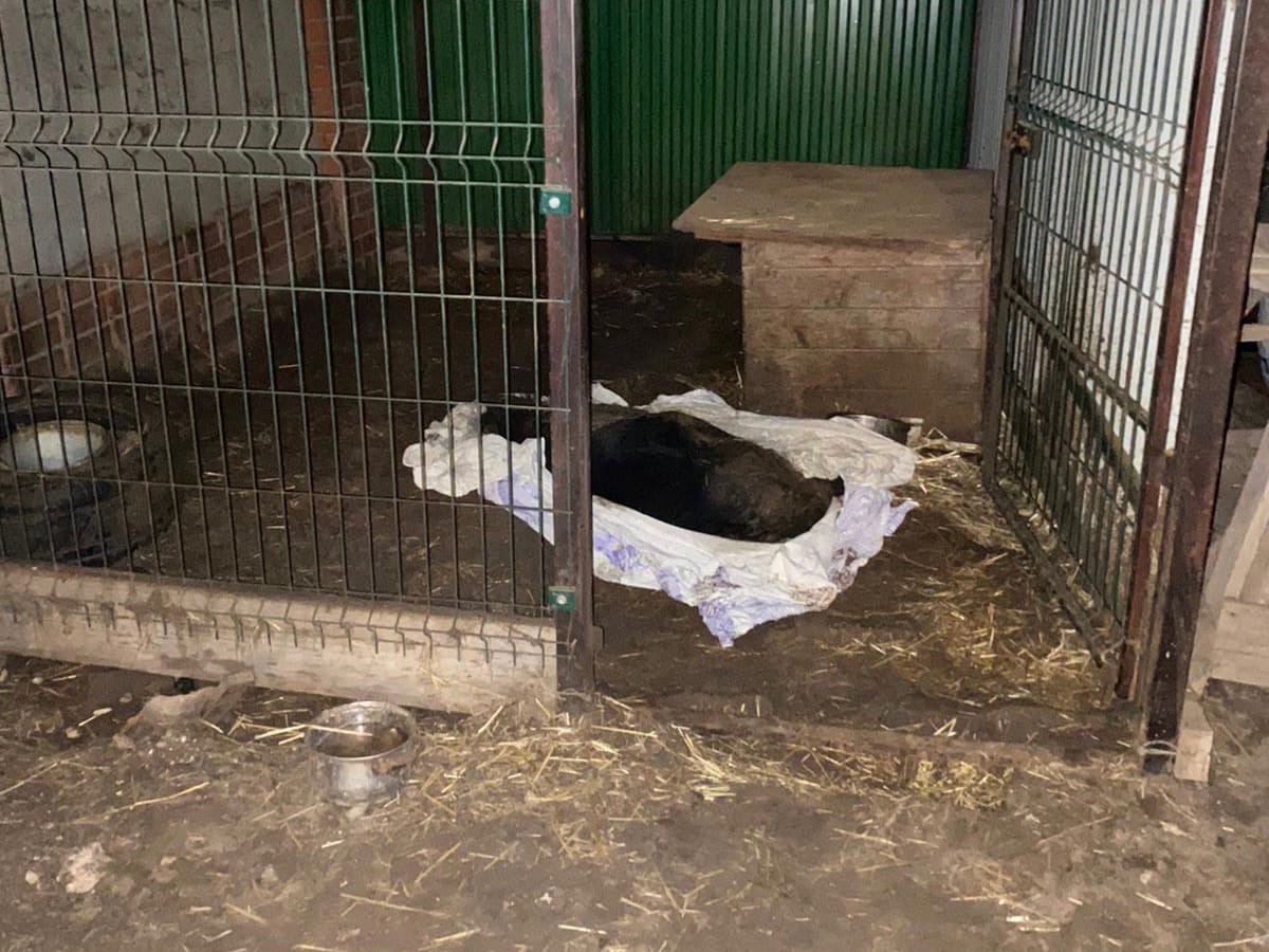 Убили собаку волгоградца, обвинившего зернового олигарха в использовании следствия в своих интересах