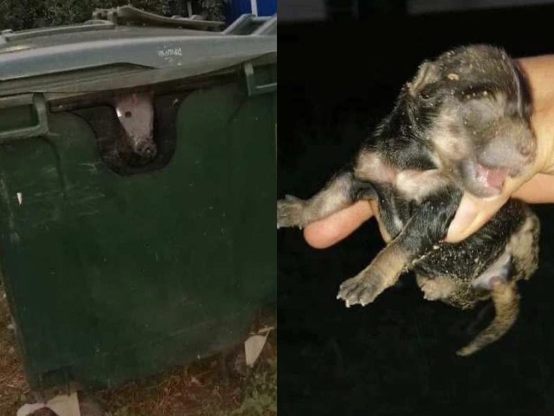 Живодеры выбросили пятерых щенят в мусорку в Волгоградской области: выжил только один