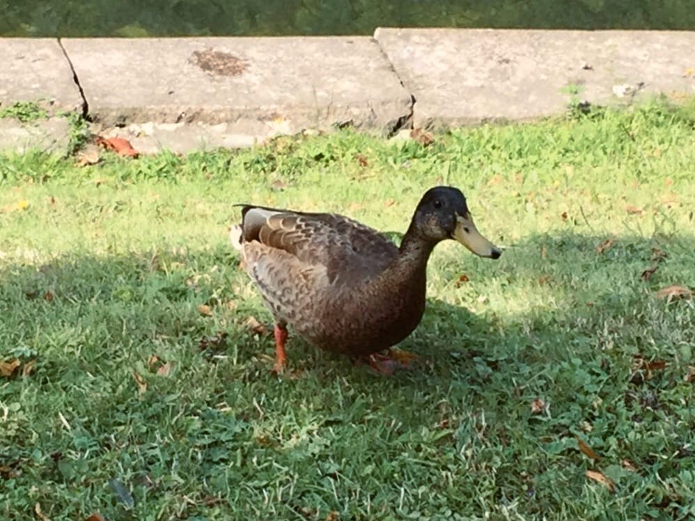 Волгоградцам разрешили гулять и заниматься спортом на улице: как и когда