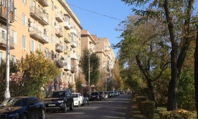 Опасный вредитель убил деревья в центре Волгограда 