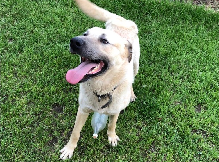 Волгоградцам бесплатно раздадут верных друзей на празднике