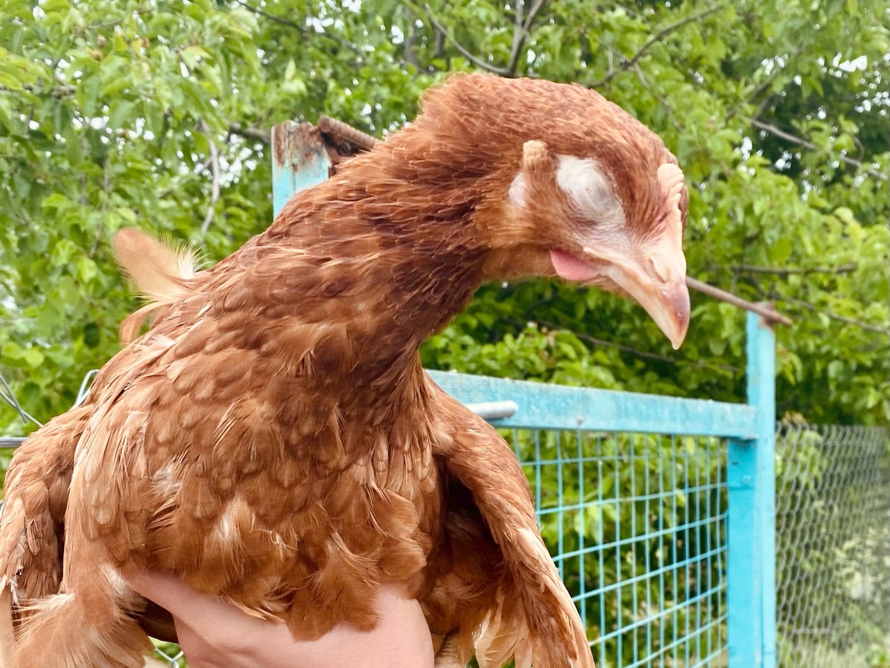 Продовольственные рынок РФ хотят подчинить олигархату: волгоградский фермер