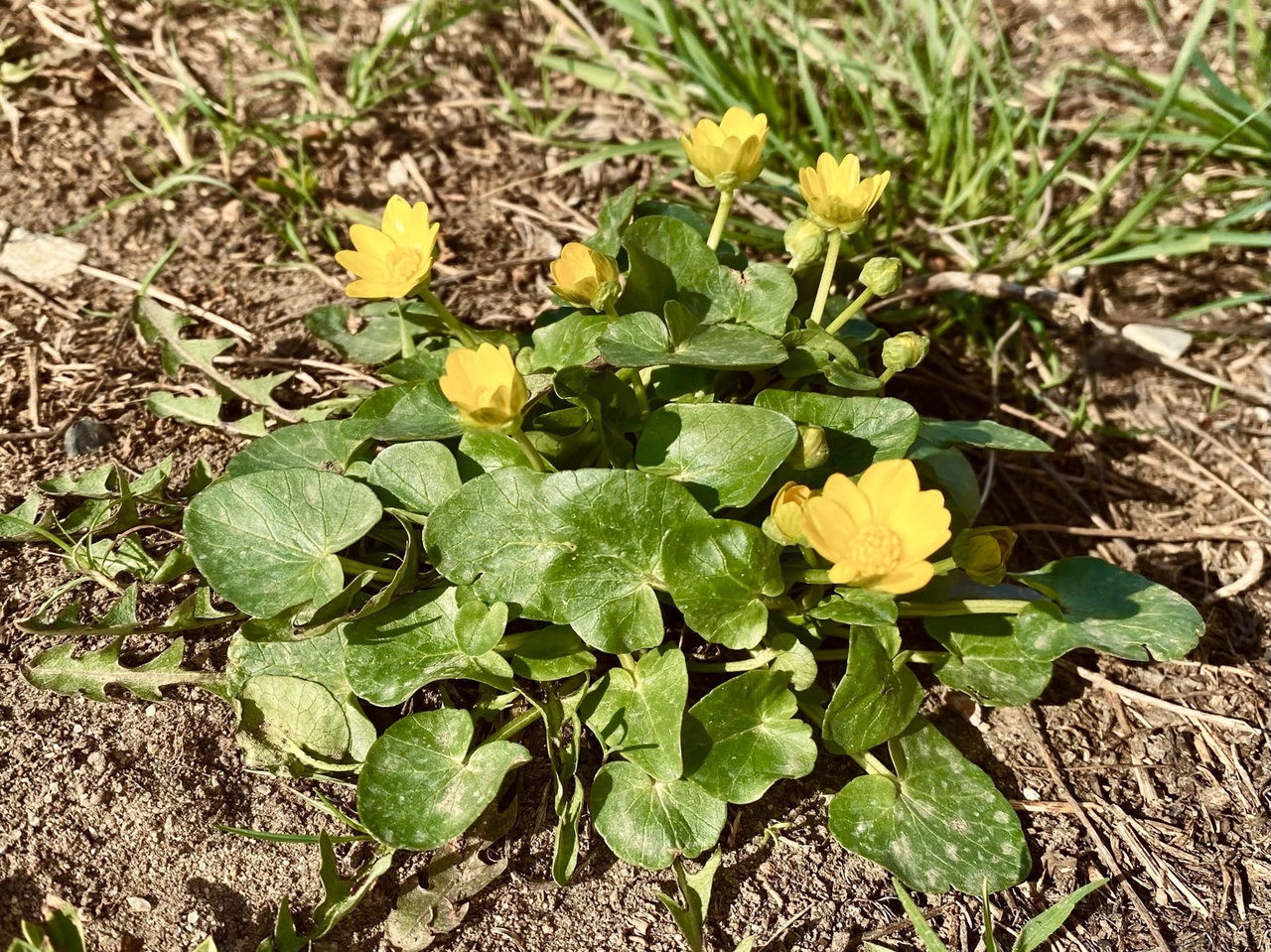 В теплом и солнечном Волгограде распустились цветы