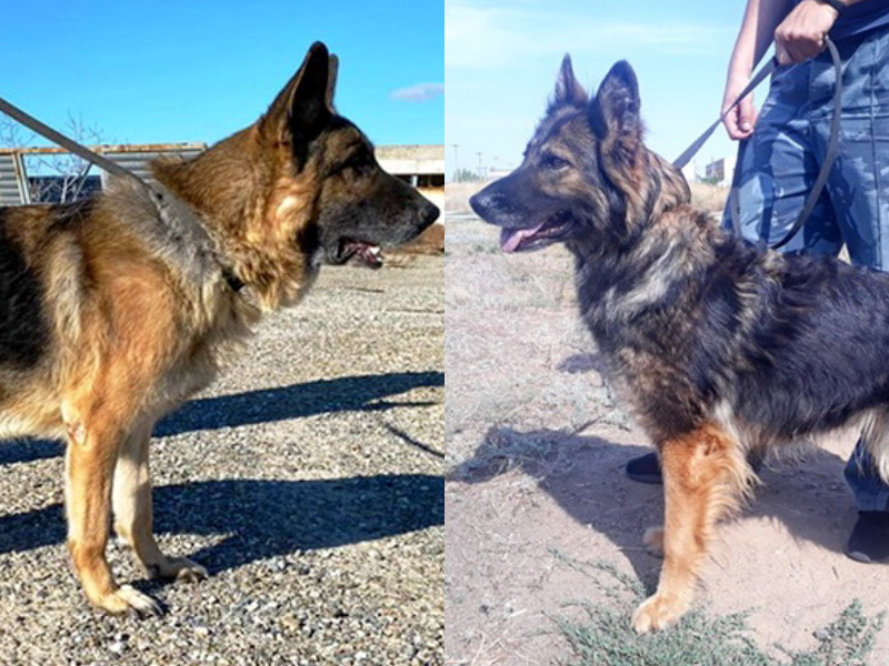 Две безупречно воспитанные овчарки-пенсионерки ФСИН ищут хозяев