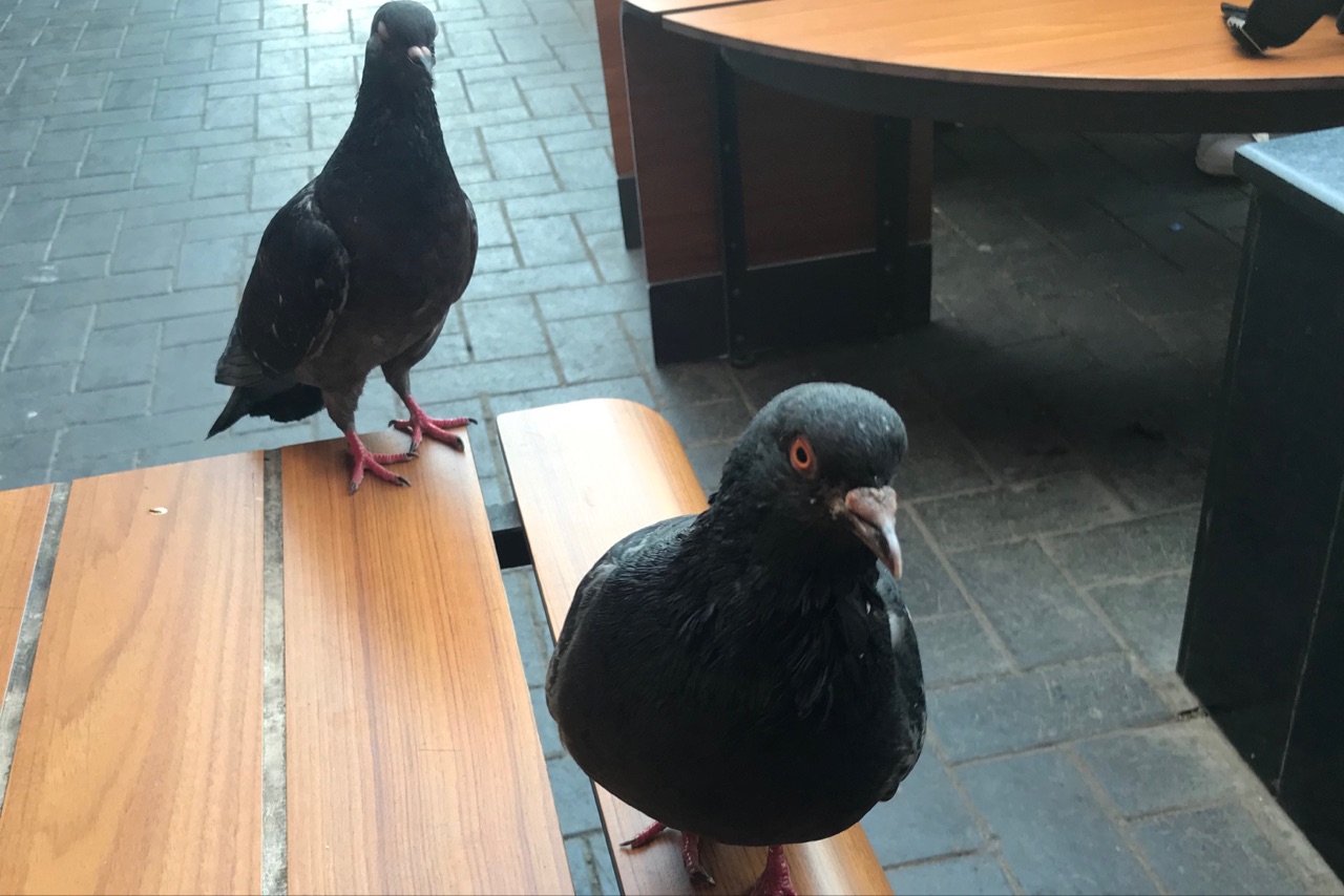 Очередной очаг бешенства выявлен в Волгоградской области