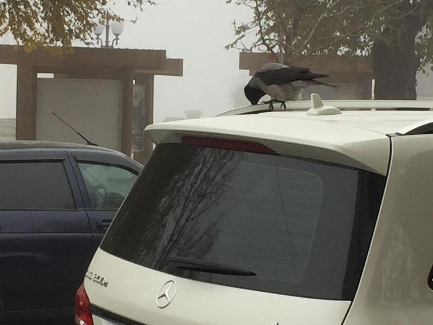 Дорожный конфликт в Волгограде закончился дракой и уголовным делом