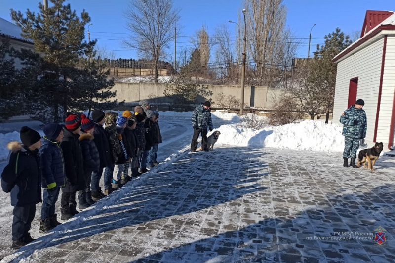 Алиса, Артис и Страж стерегут покой волгоградцев