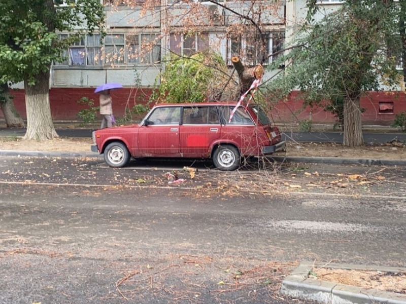 Дерево рухнуло на «Жигули» на севере Волгограда