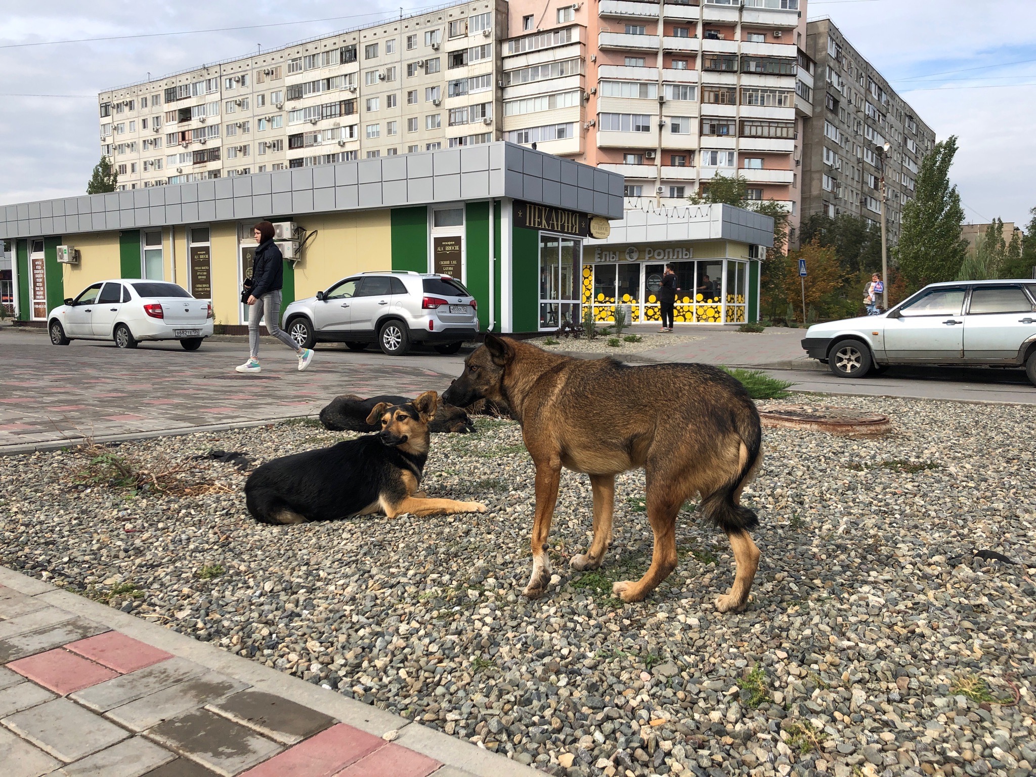 Собаки не виноваты в том, что наши чиновники бездействуют: политик о проблеме бродячих животных