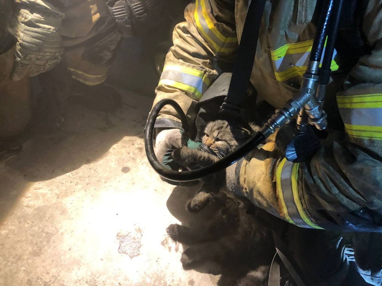 На видео попало спасение кошки на пожаре в многоквартирном доме Волгограда