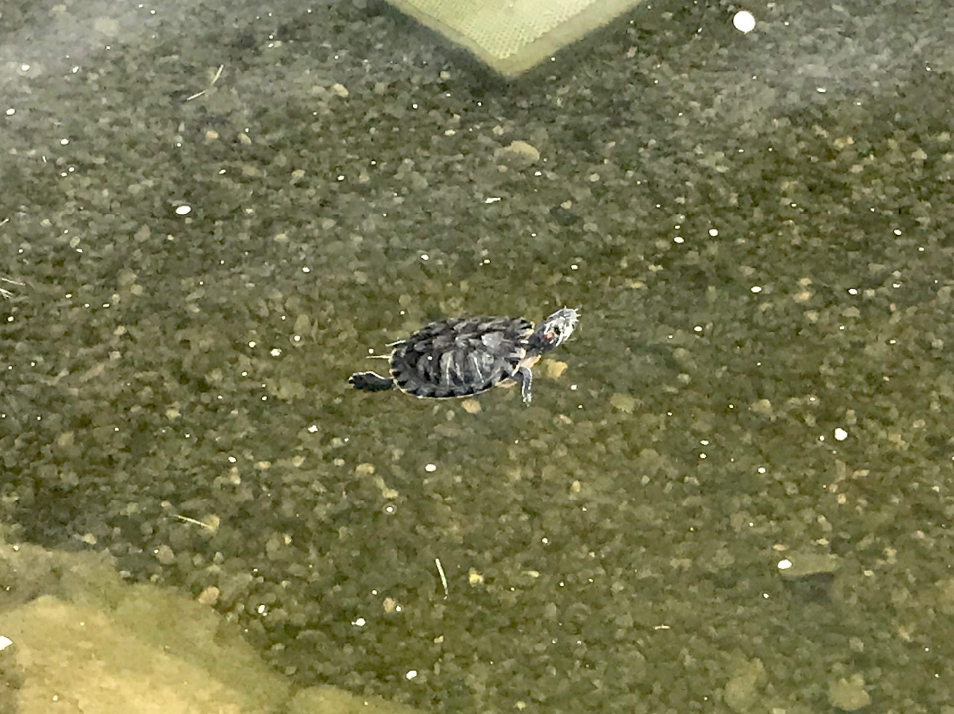 Черепашка поселилась на набережной Волгограда