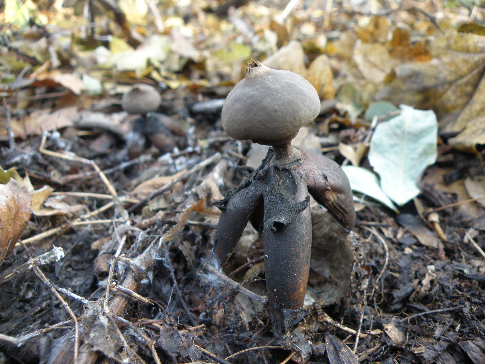 Волгоградская область расширит список охраняемых грибов