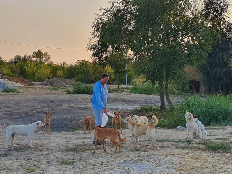Экс-депутат гордумы заявил о десятках волгоградцев, убитых бездомными собаками