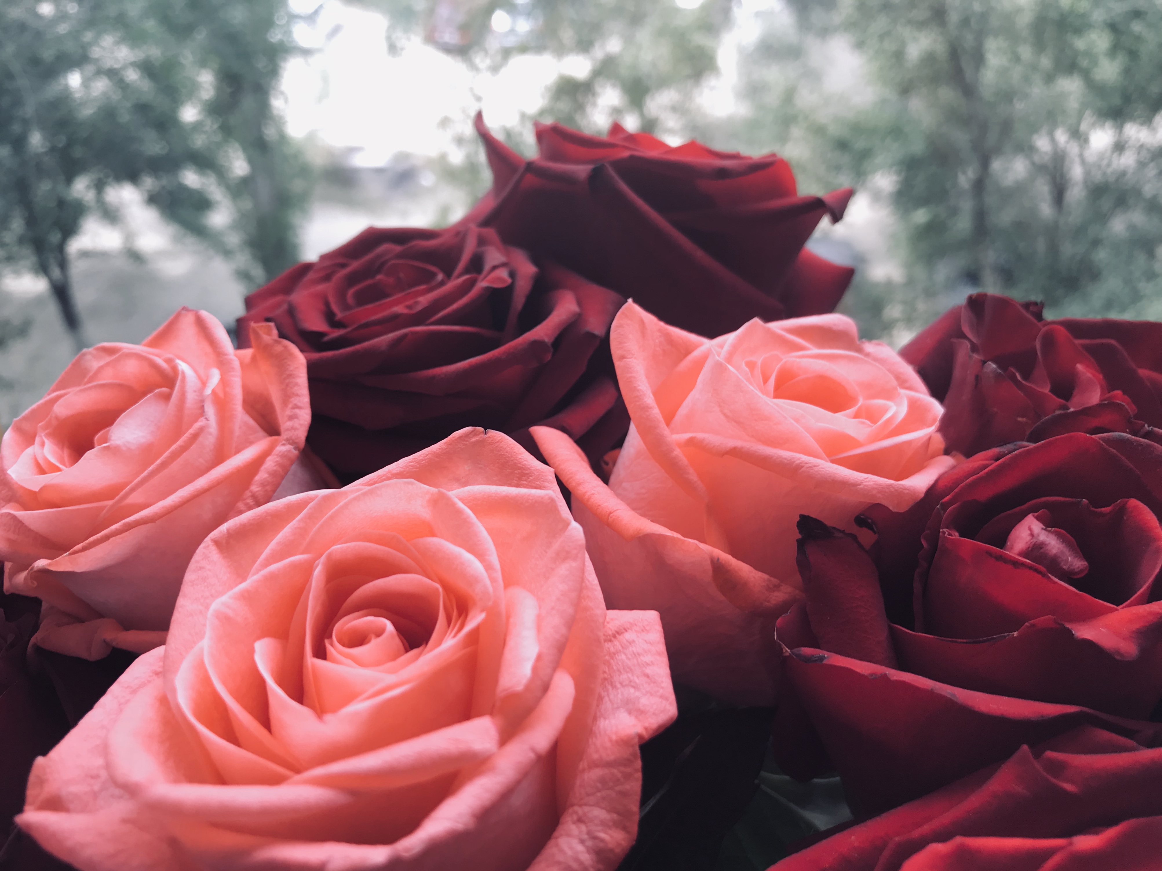 Помощница первого замгубернатора Волгоградской области отмечает день рождения с Конституцией РФ