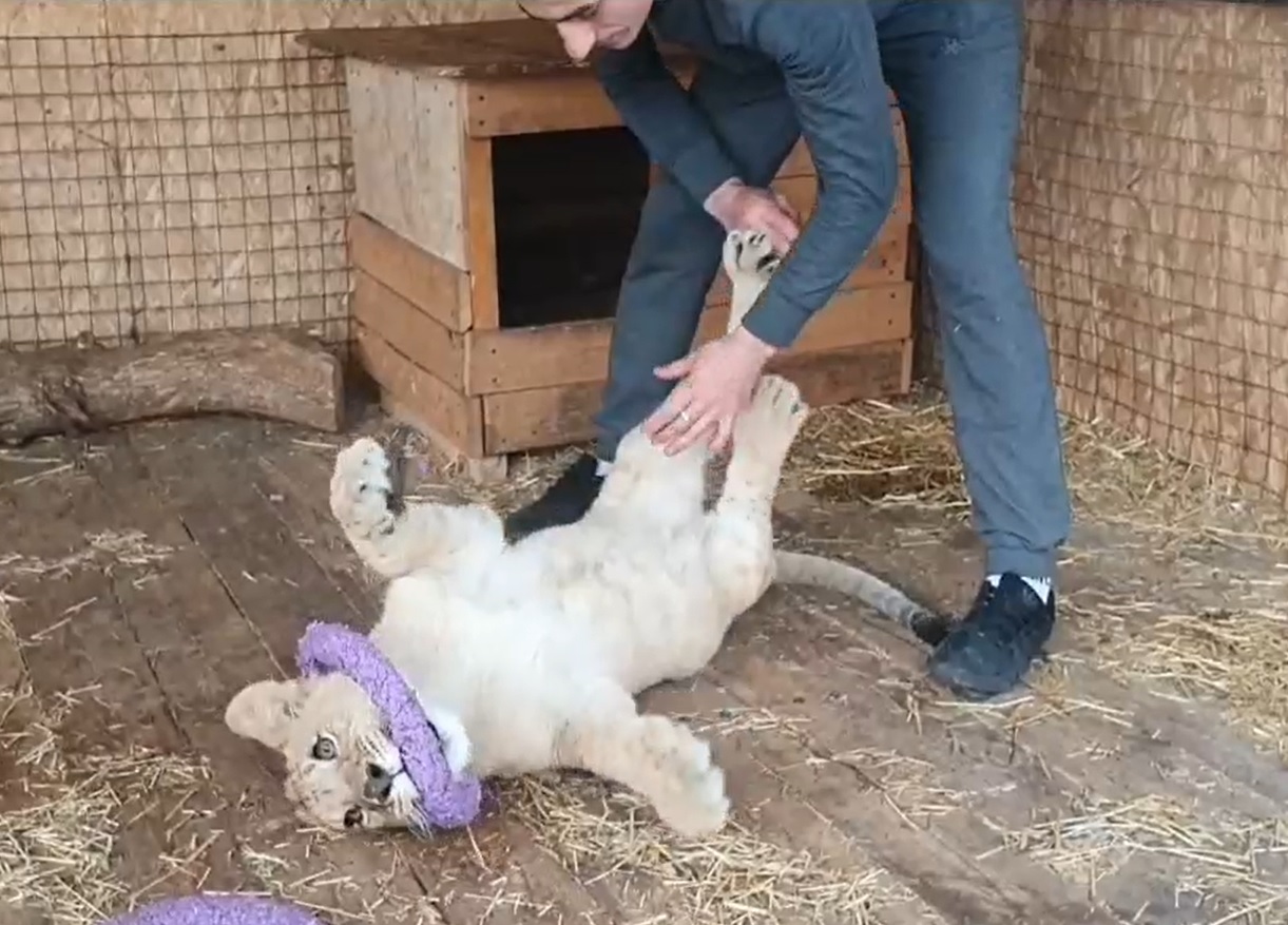 Спасенные от живодеров малыши-львята превратились в подростков в Волгограде