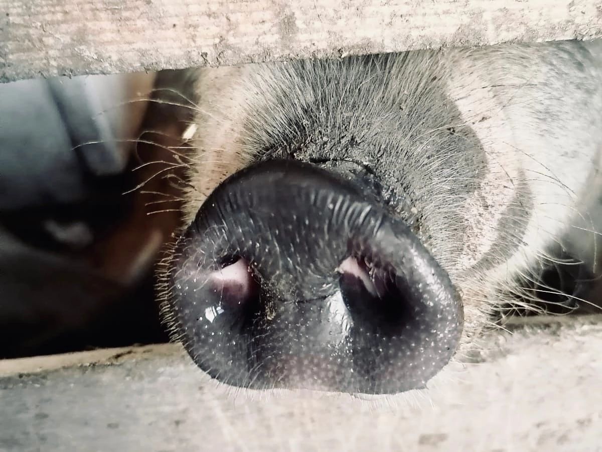 В Волгограде SUBWAY кормил мусульманина свининой