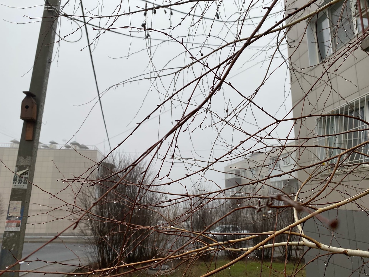 Горожане жалуются на вдруг возникший дефицит гречки и туалетной бумаги в Волгограде