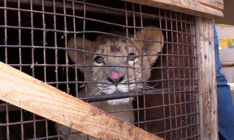 Стало известно, как живут спасенные от живодеров экзотические звери в волгоградском приюте «Дино»