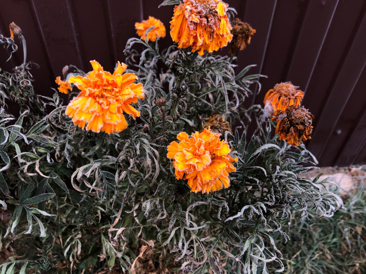 До +11º поднимется столбик термометра в Волгограде