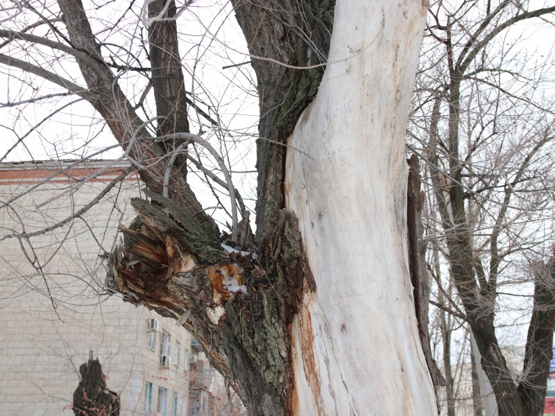 Больше 150 деревьев вырубят на проспекте Жукова в Волгограде