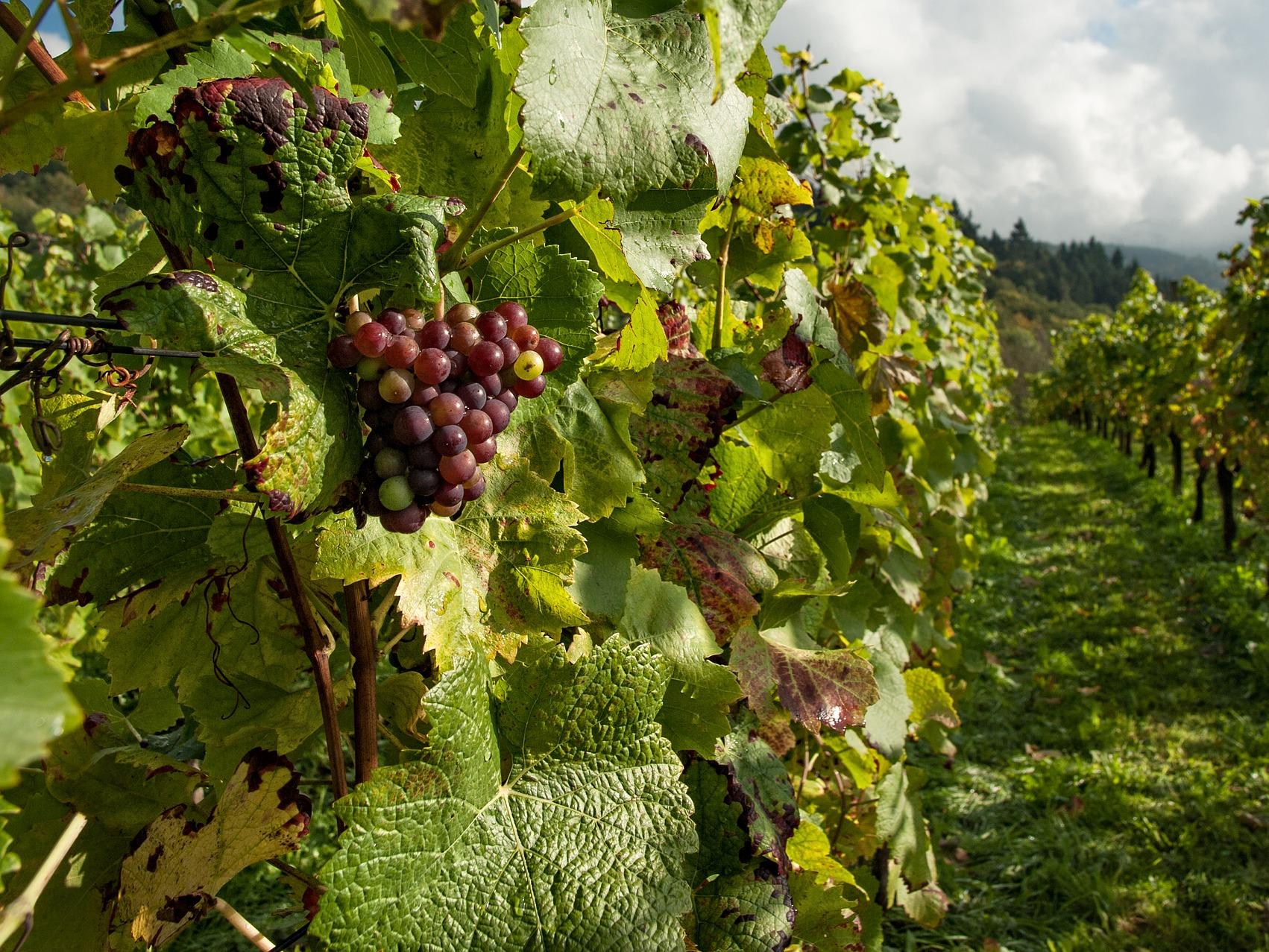 Два проекта Волгоградской области вышли в финал Russian Event Awards 2020