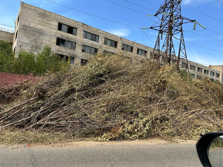 В Волгограде вырубили тысячи молодых деревьев