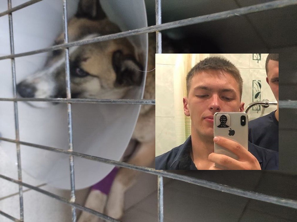 Сбивший собаку водитель без прав угрожает судом неравнодушной волгоградке