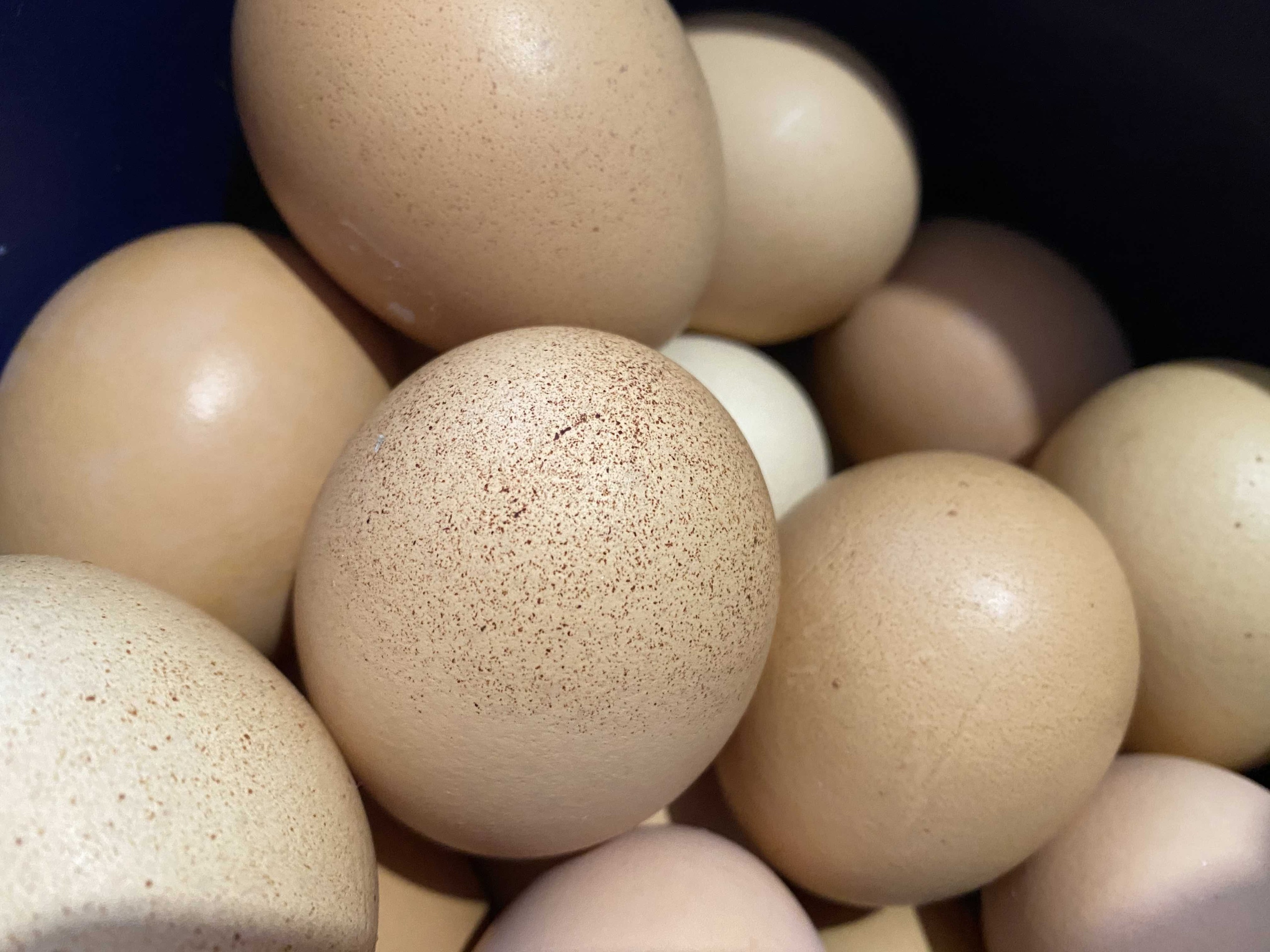 Росприроднадзор выписал полумиллионный штраф волгоградскому предприятию за иловлинских цыпочек 