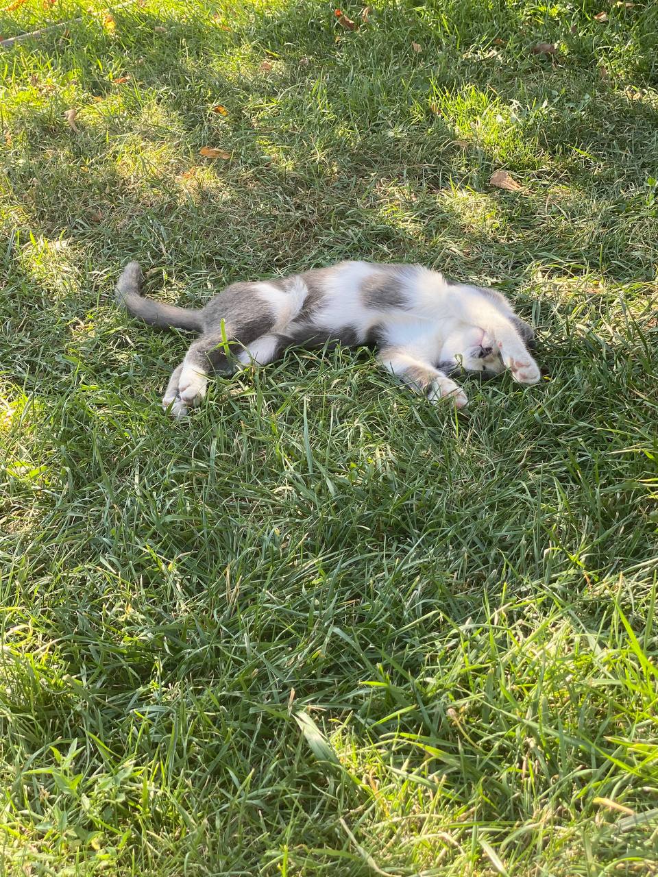 Какие породы кошек предпочитают жители Волгограда, выяснил банк