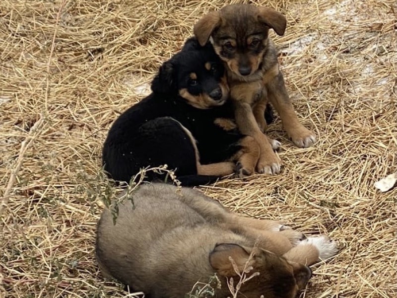 Руководитель отделения партии «Родина» и регионального ОНФ призвал Госдуму к массовым расстрелам в Волгограде