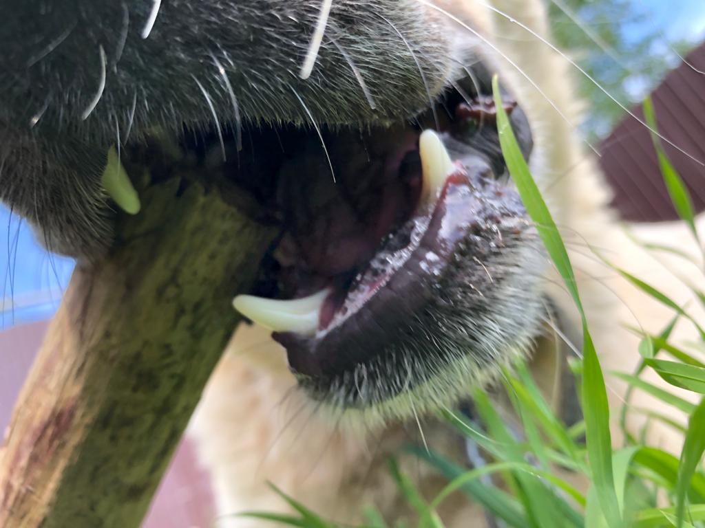 Житель Волгоградской области обменял украденного породистого щенка на бутылку водки