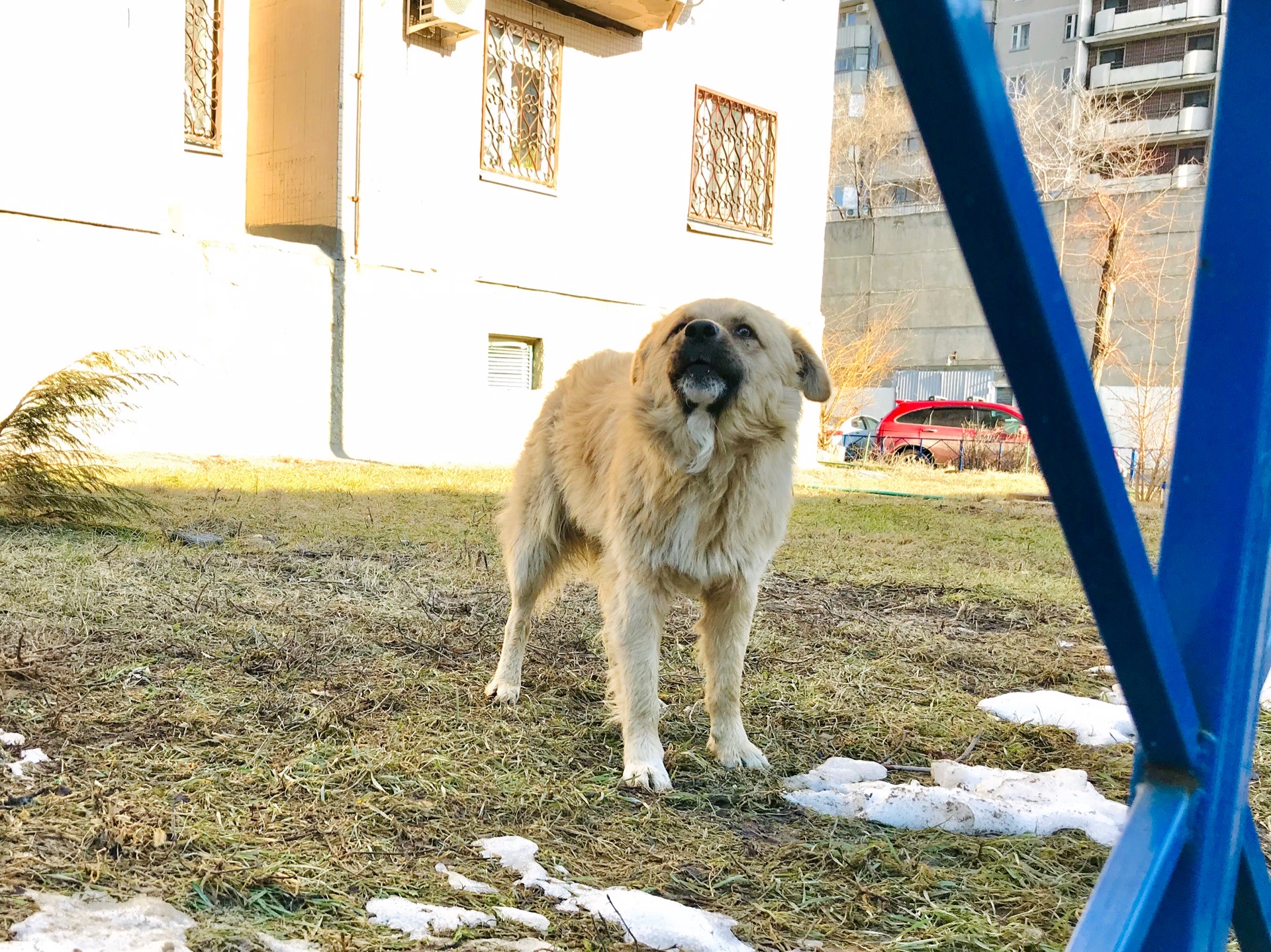 От укусов бродячих животных с бешенством пострадали 6308 жителей Волгоградской области
